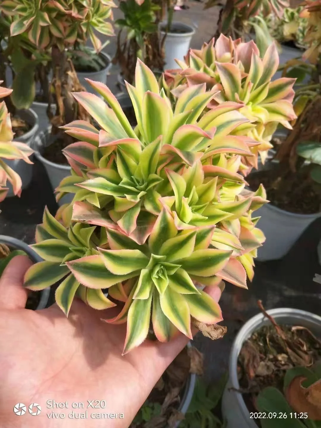 plant Aeonium Echeveria Haworthia  Caudex  Lithops Cactus  Agave 