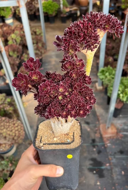 plant Aeonium Echeveria Haworthia  Caudex  Lithops Cactus  Agave 