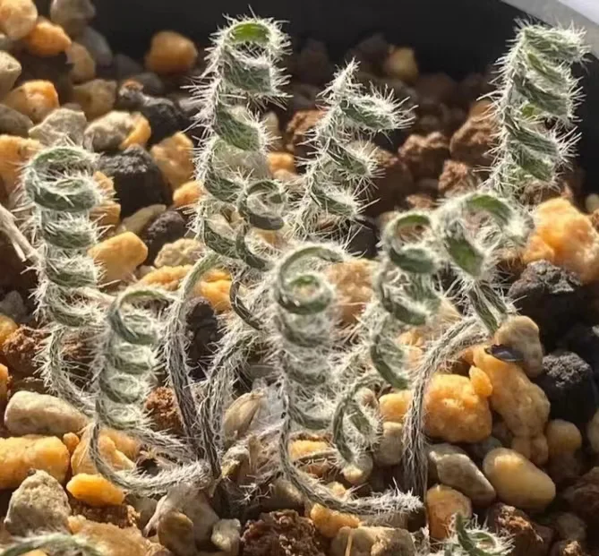 plant Aeonium Echeveria Haworthia  Caudex  Lithops Cactus  Agave 