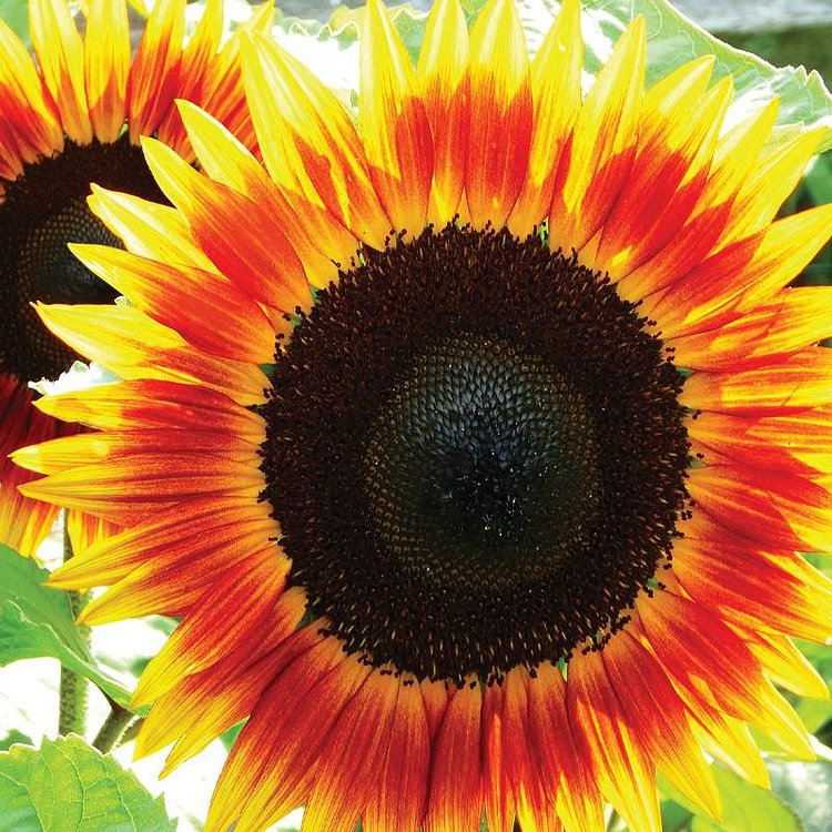 Sunflower, Fire Catcher