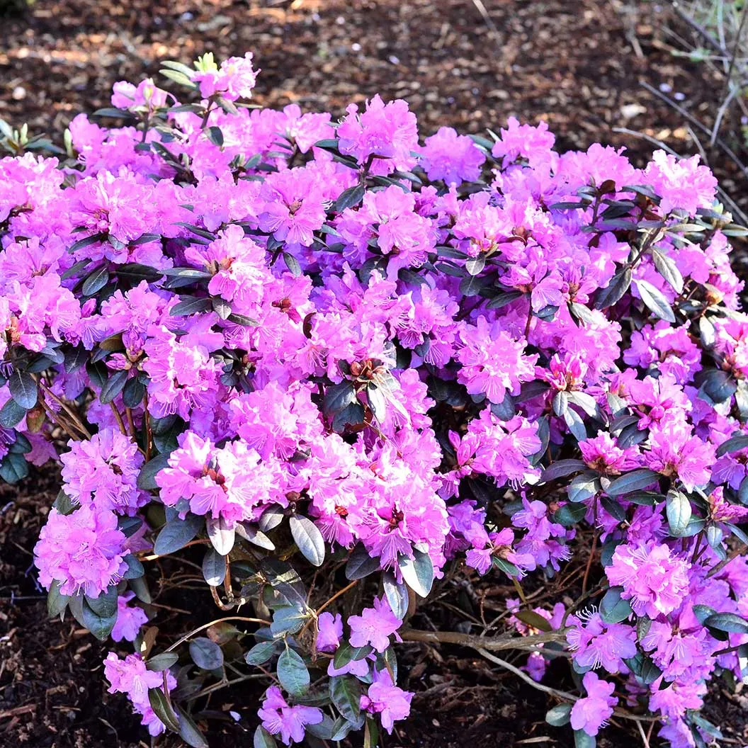 Stunning Azaleas – Red, Pink, White & Dreamy Mixed Colors | Four-Season Garden Delight