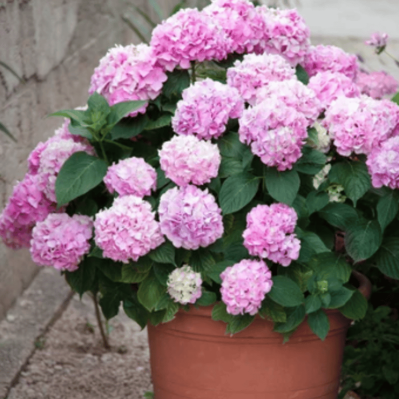 ✨This Week's Special Price $8.99💥-Outdoor Artificial Hydrangea Flowers💐