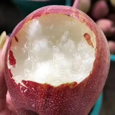Pyrus pyrifolia 'Nijisseiki'🌈Rainbow Pear Seeds