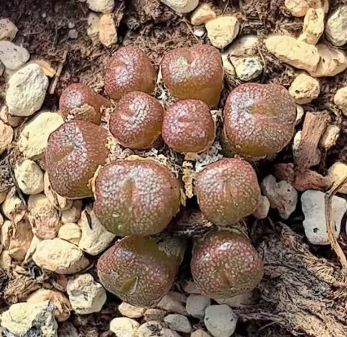 plant Aeonium Echeveria Haworthia  Caudex  Lithops Cactus  Agave 