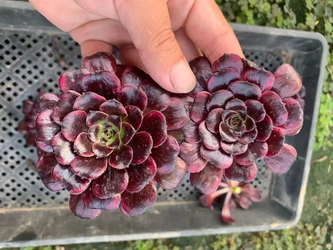 plant Aeonium Echeveria Haworthia  Caudex  Lithops Cactus  Agave 