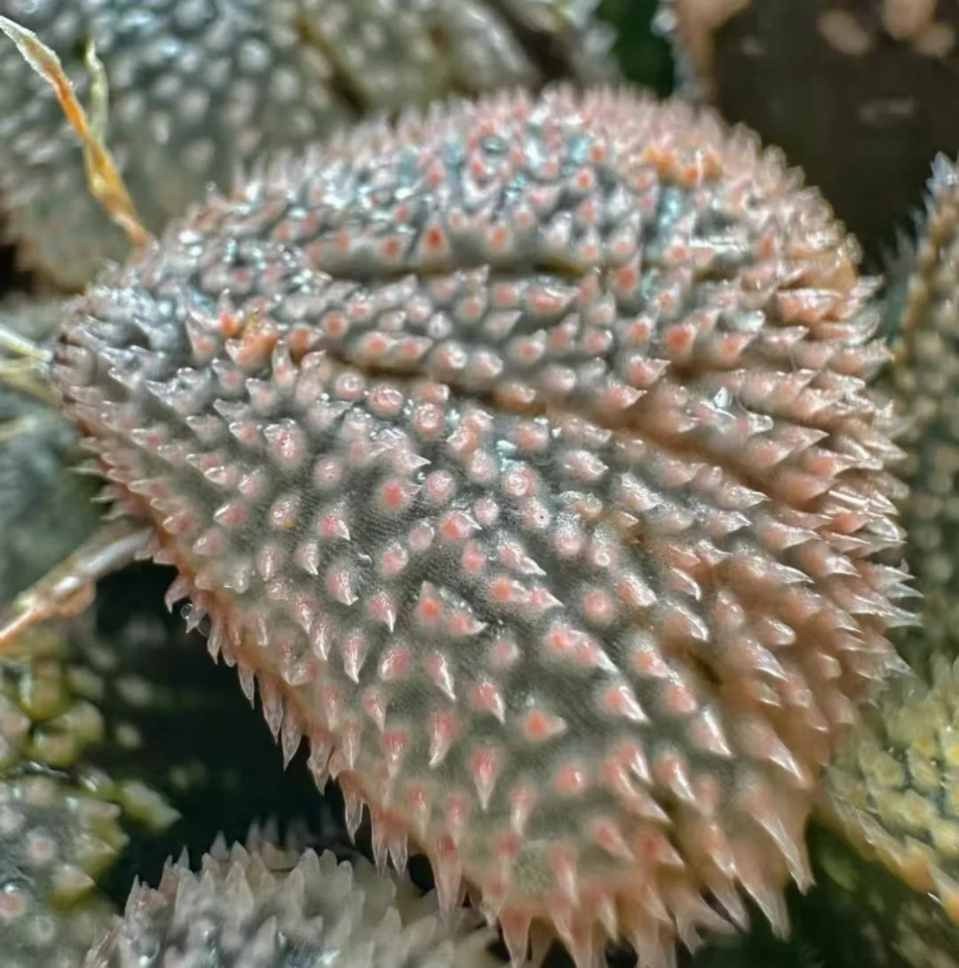 plant Aeonium Echeveria Haworthia  Caudex  Lithops Cactus  Agave 