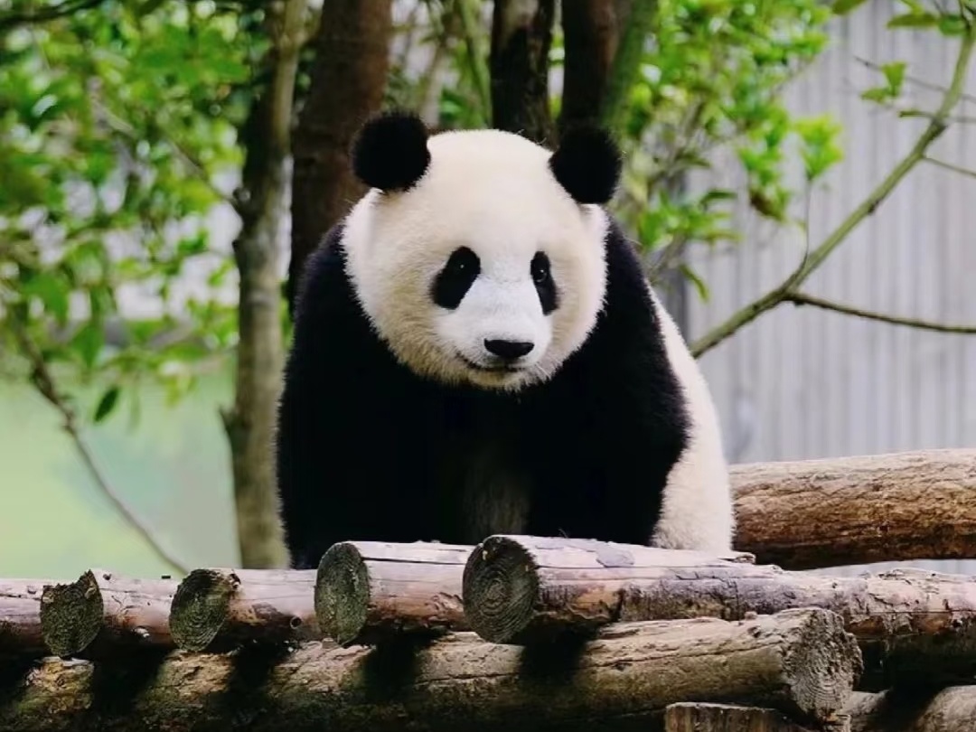 3-Day Chengdu Panda & Culture Tour: Double Panda Encounters, Traditional Chinese Medicine & City Highlights