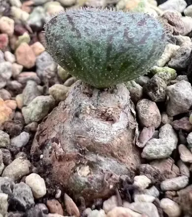 plant Aeonium Echeveria Haworthia  Caudex  Lithops Cactus  Agave 