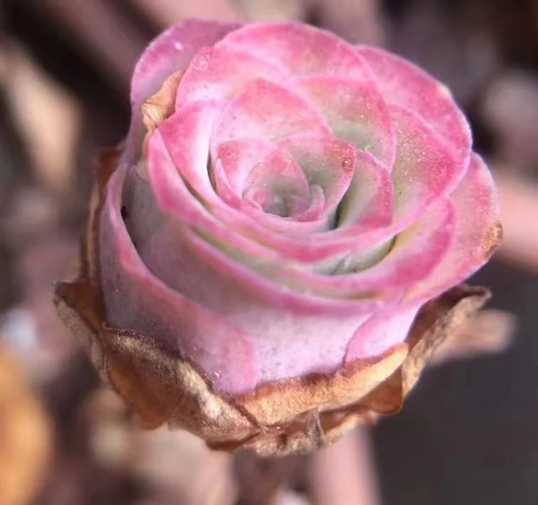 plant Aeonium Echeveria Haworthia  Caudex  Lithops Cactus  Agave 