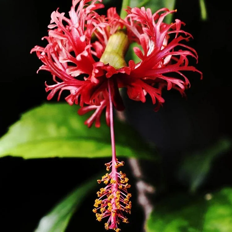 Hibiscus schizopetalus Seeds