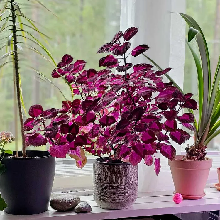 Coleus 'China Rose'