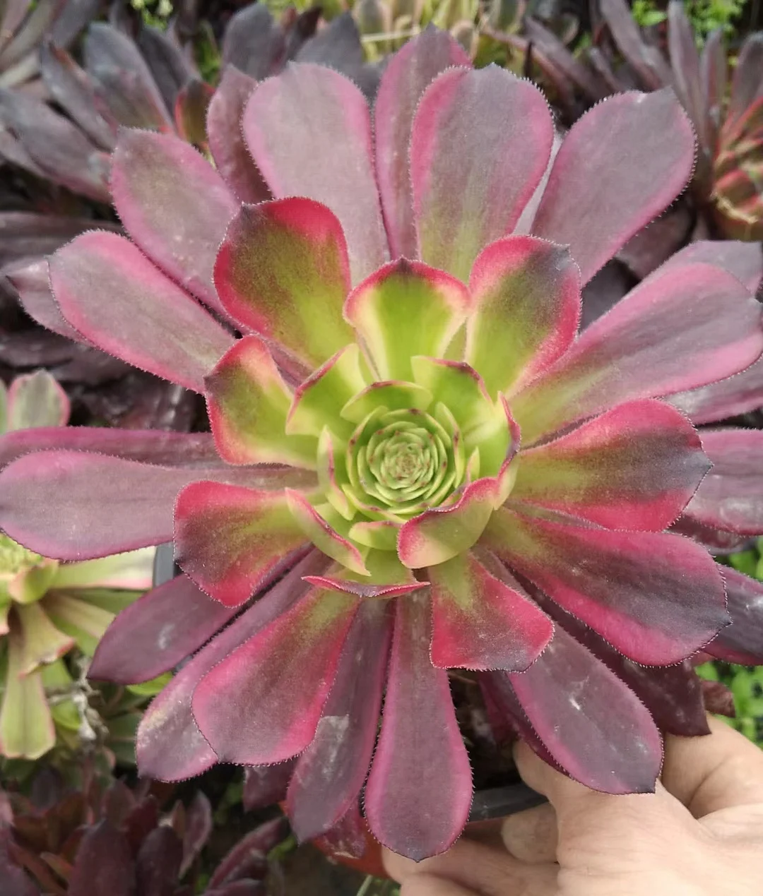 plant Aeonium Echeveria Haworthia  Caudex  Lithops Cactus  Agave 