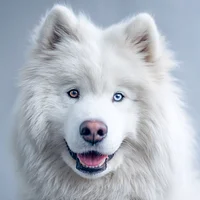 Samoyed Gentle Smile - Diamond Painting