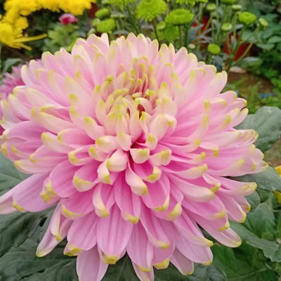 Mixed Spider Mums Flower Seeds-Over 20 Colors