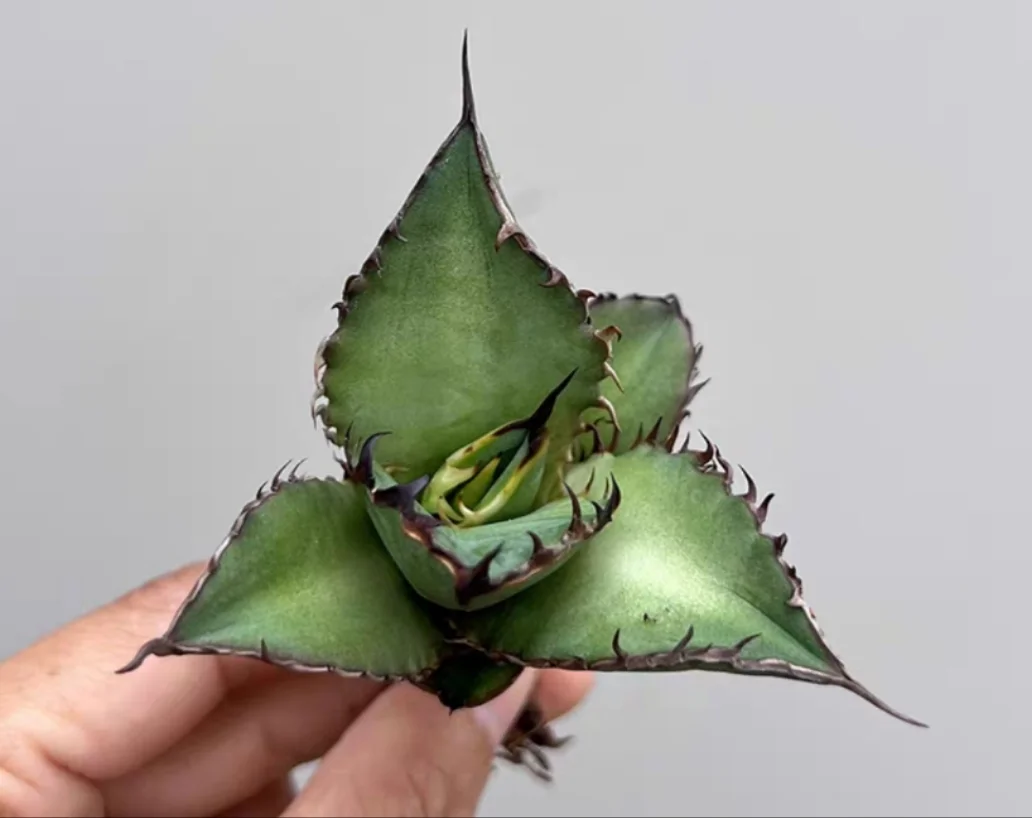 plant Aeonium Echeveria Haworthia  Caudex  Lithops Cactus  Agave 