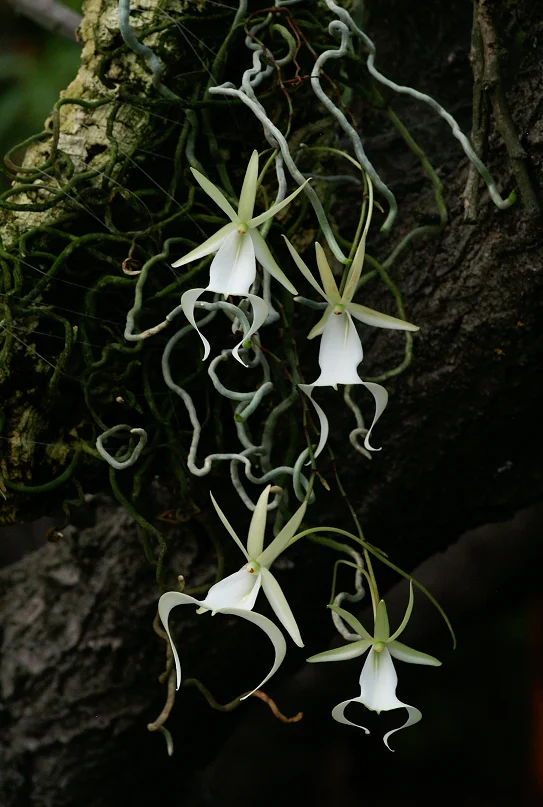 Ghost Orchid Seeds