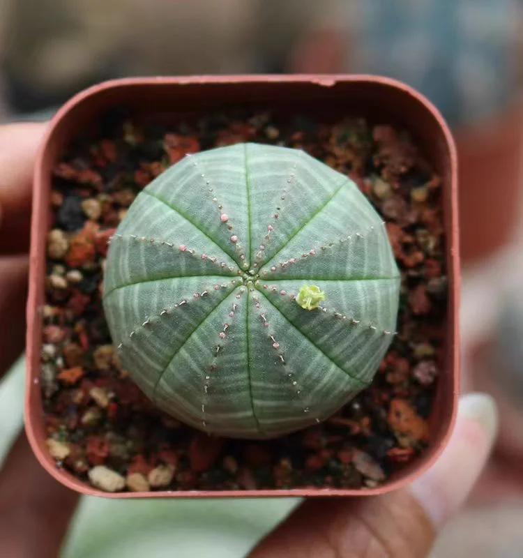 plant Aeonium Echeveria Haworthia  Caudex  Lithops Cactus  Agave 