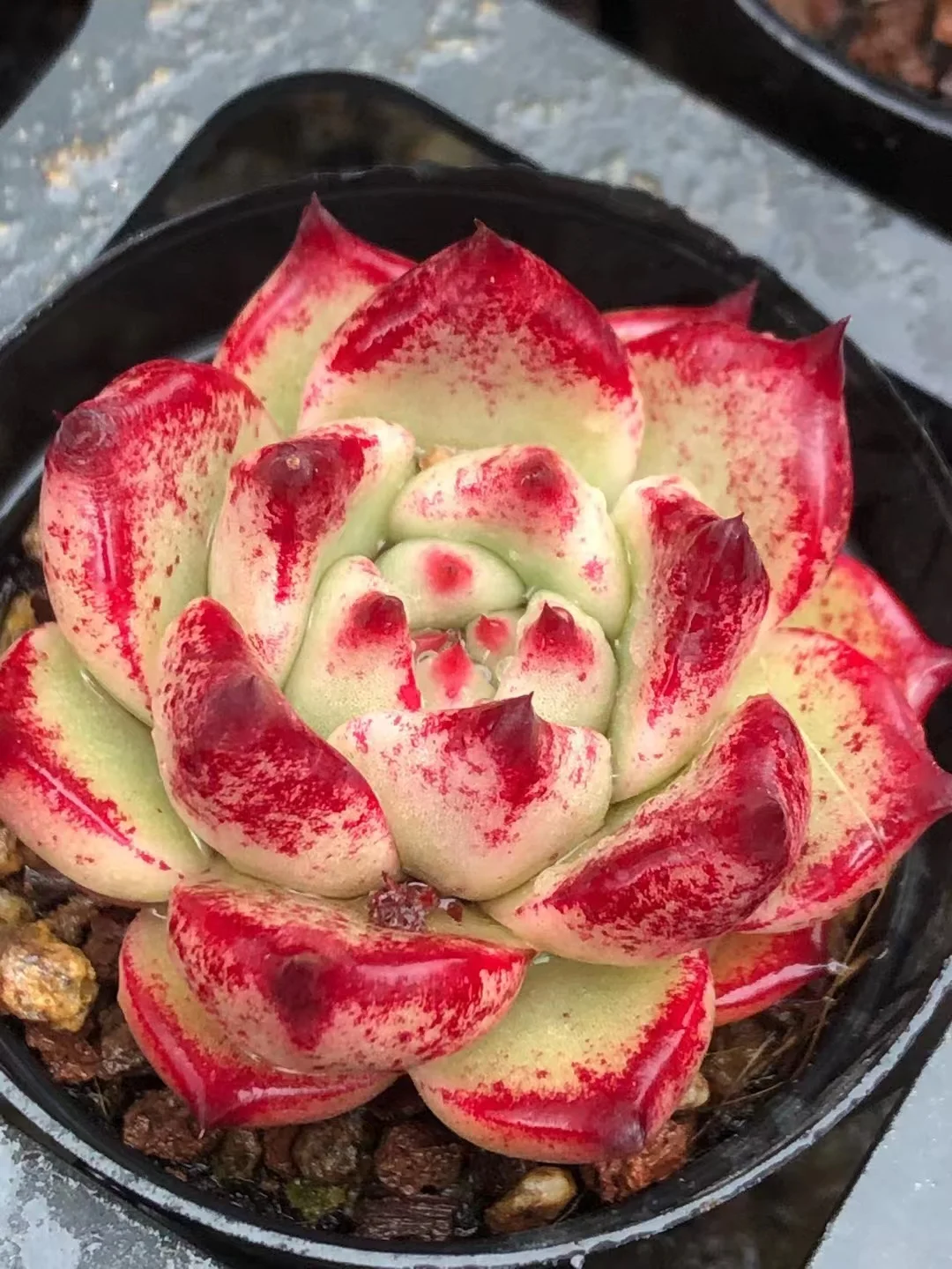 726.   Hong yan mi yu  singel head  and  cluster / Echeveria / Succulent plants / Garden landscape / Carefully select healthy plants