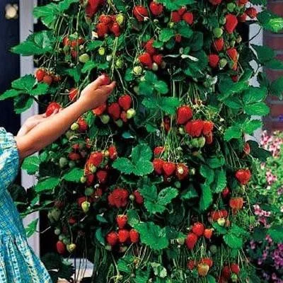 🍓Climbing Strawberry Tree Seeds