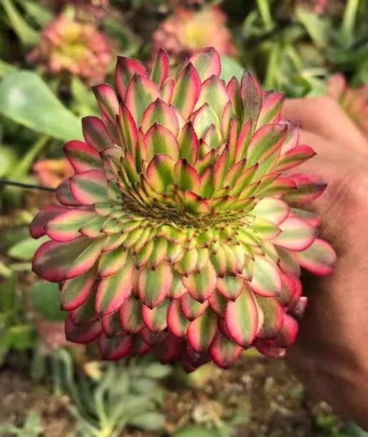 plant Aeonium Echeveria Haworthia  Caudex  Lithops Cactus  Agave 