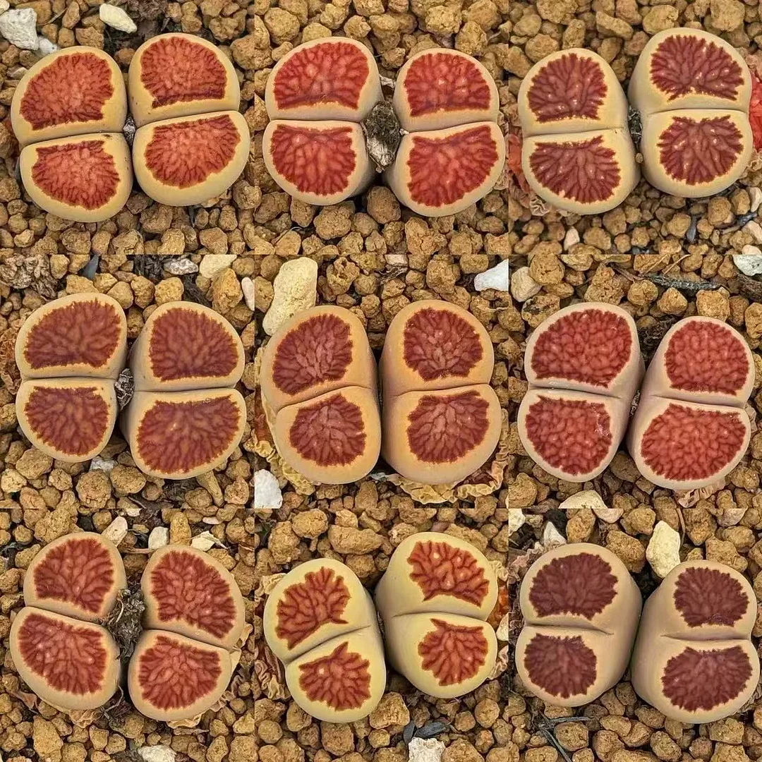 plant Aeonium Echeveria Haworthia  Caudex  Lithops Cactus  Agave 