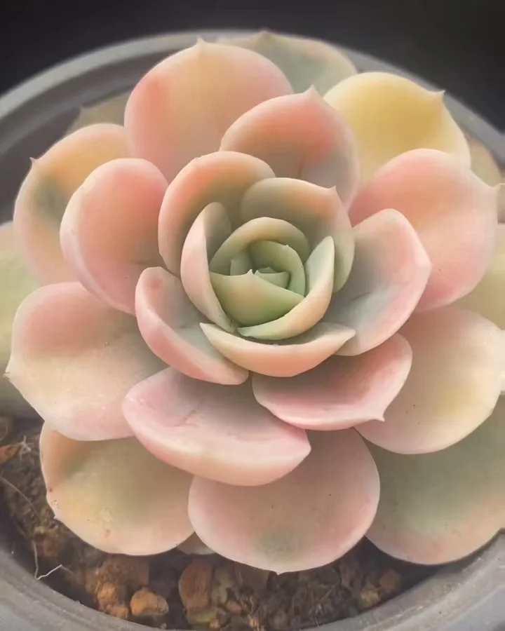 507.Echeveria Blue Surprise var. single head 5-7cm / Echeveria/ Succulent plants / Garden landscape / Carefully select healthy plants