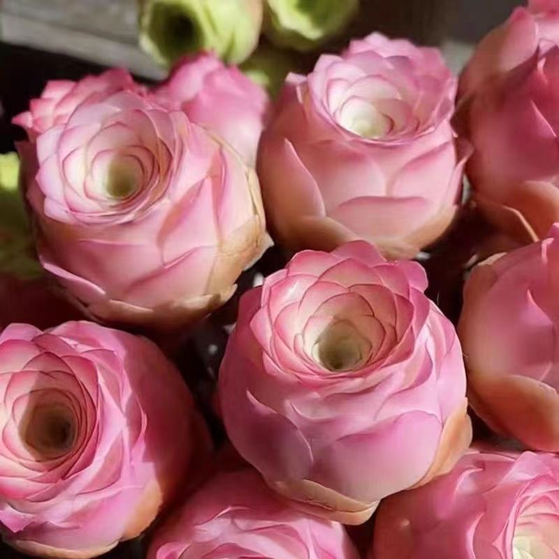 Pink Mountain Rose -Succulent