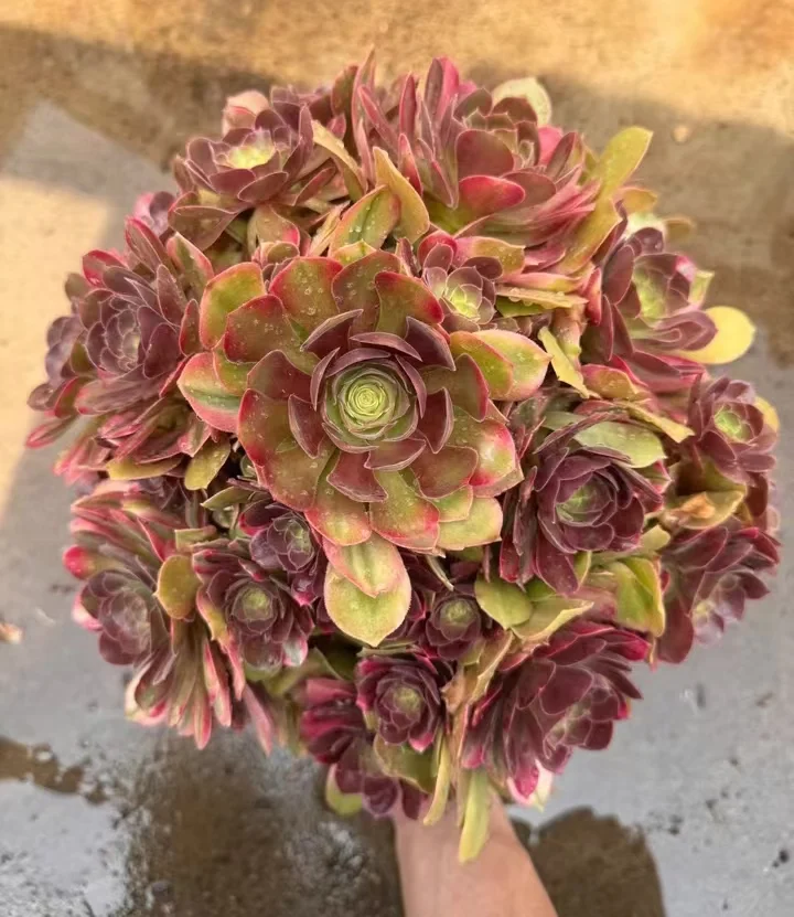 plant Aeonium Echeveria Haworthia  Caudex  Lithops Cactus  Agave 