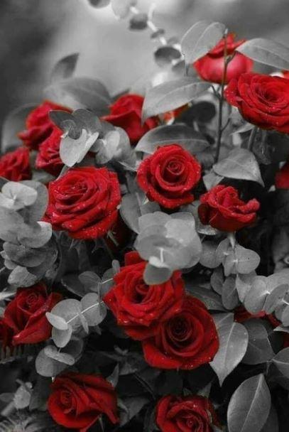 

Black And White Flower Touch of Red – Paint By Numbers - 40*50CM, 501 Original