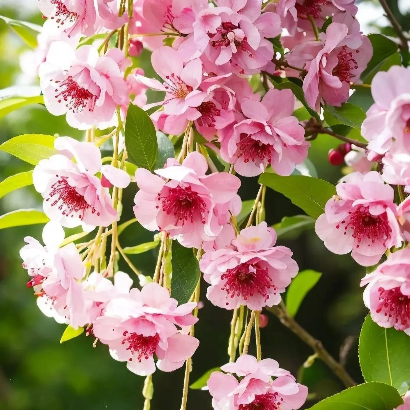 Begonia flowers Seeds