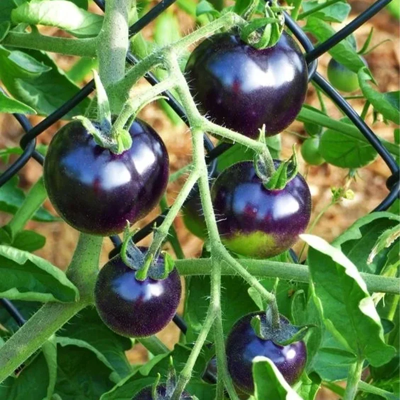 ✨Black Gem Tomato seeds