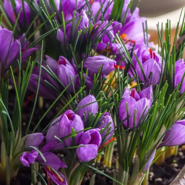 Saffron Crocus Bulbs -Crocus Sativus
