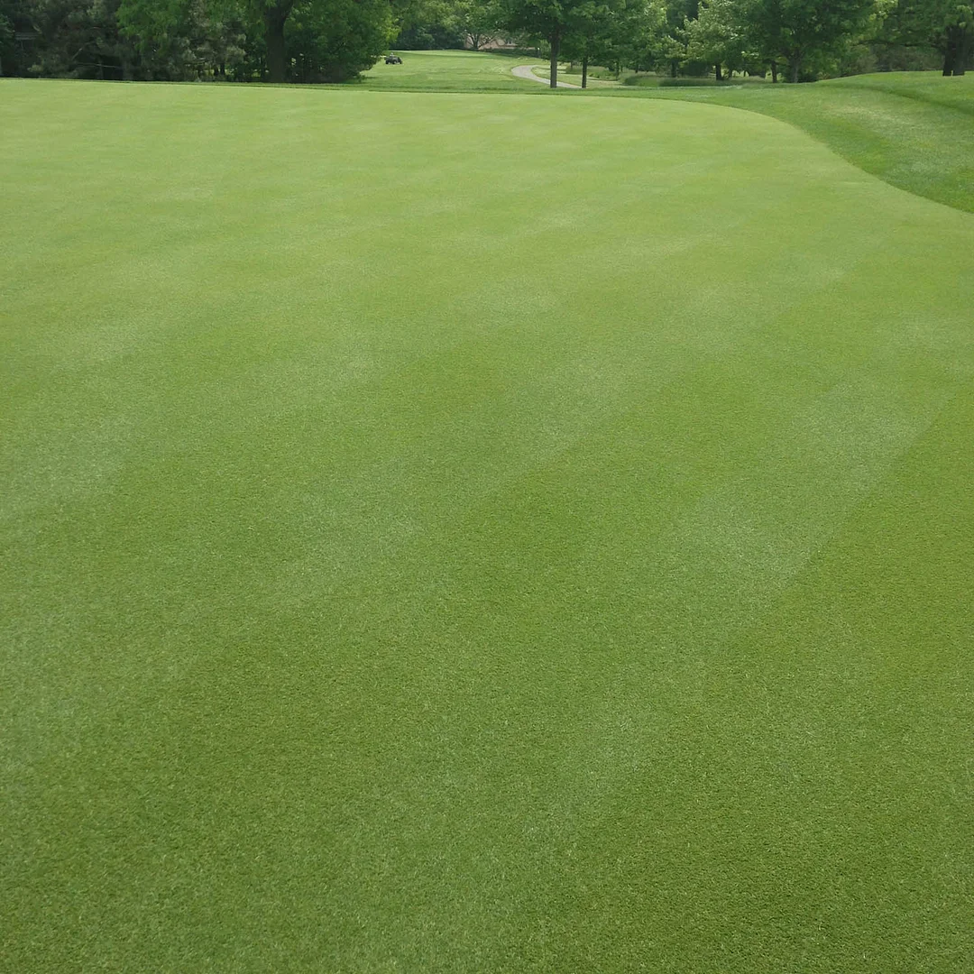 V8 Creeping Bent Grass