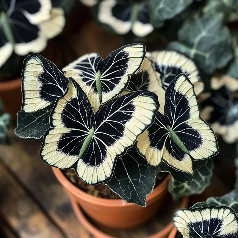 Moonlight Butterfly Begonia - Cream