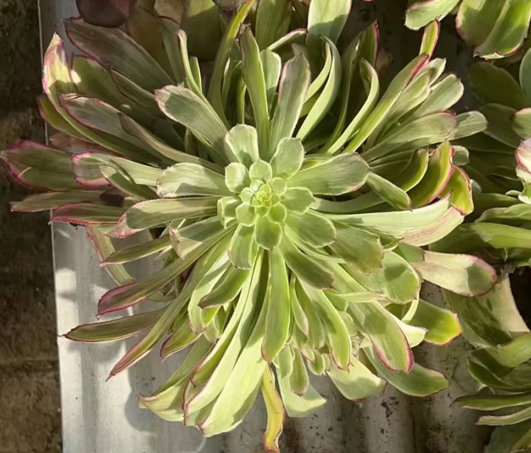 plant Aeonium Echeveria Haworthia  Caudex  Lithops Cactus  Agave 