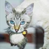 Jouet interactif en peluche d'oiseau simul&eacute; pour chat avec son d'oiseau