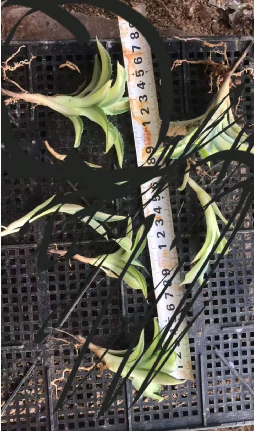 plant Aeonium Echeveria Haworthia  Caudex  Lithops Cactus  Agave 