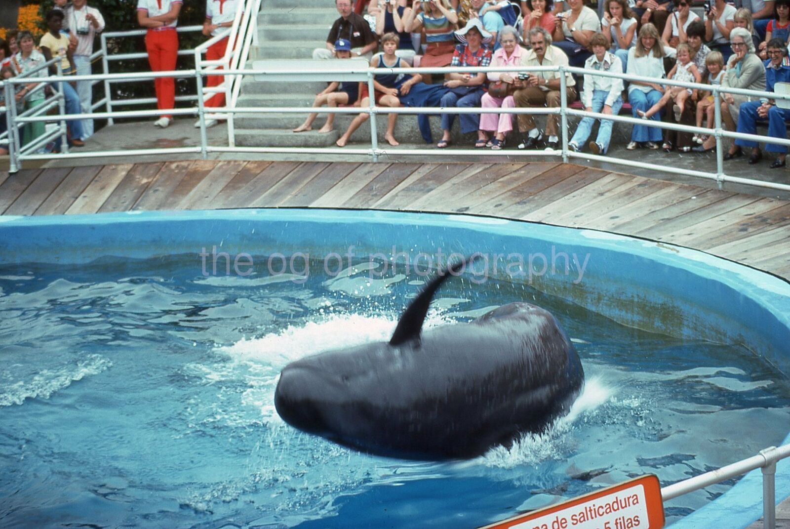 Captive Killer Whale 35mm FOUND SLIDE Vintage COLOR ORIGINAL Photo Poster painting 21 T 67 O