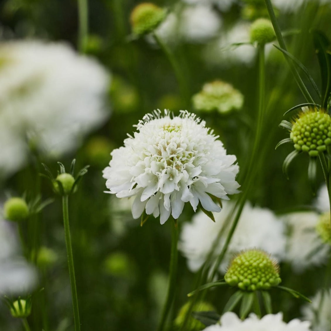 Scabiosa Snowmaiden Pincushion Flower | X 40 Seeds