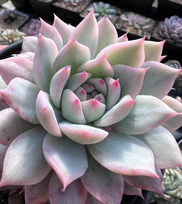 458.Echeveria TP var. Single head 5-7cm/ Echeveria / Succulent plants / Garden landscape / Carefully select healthy plants