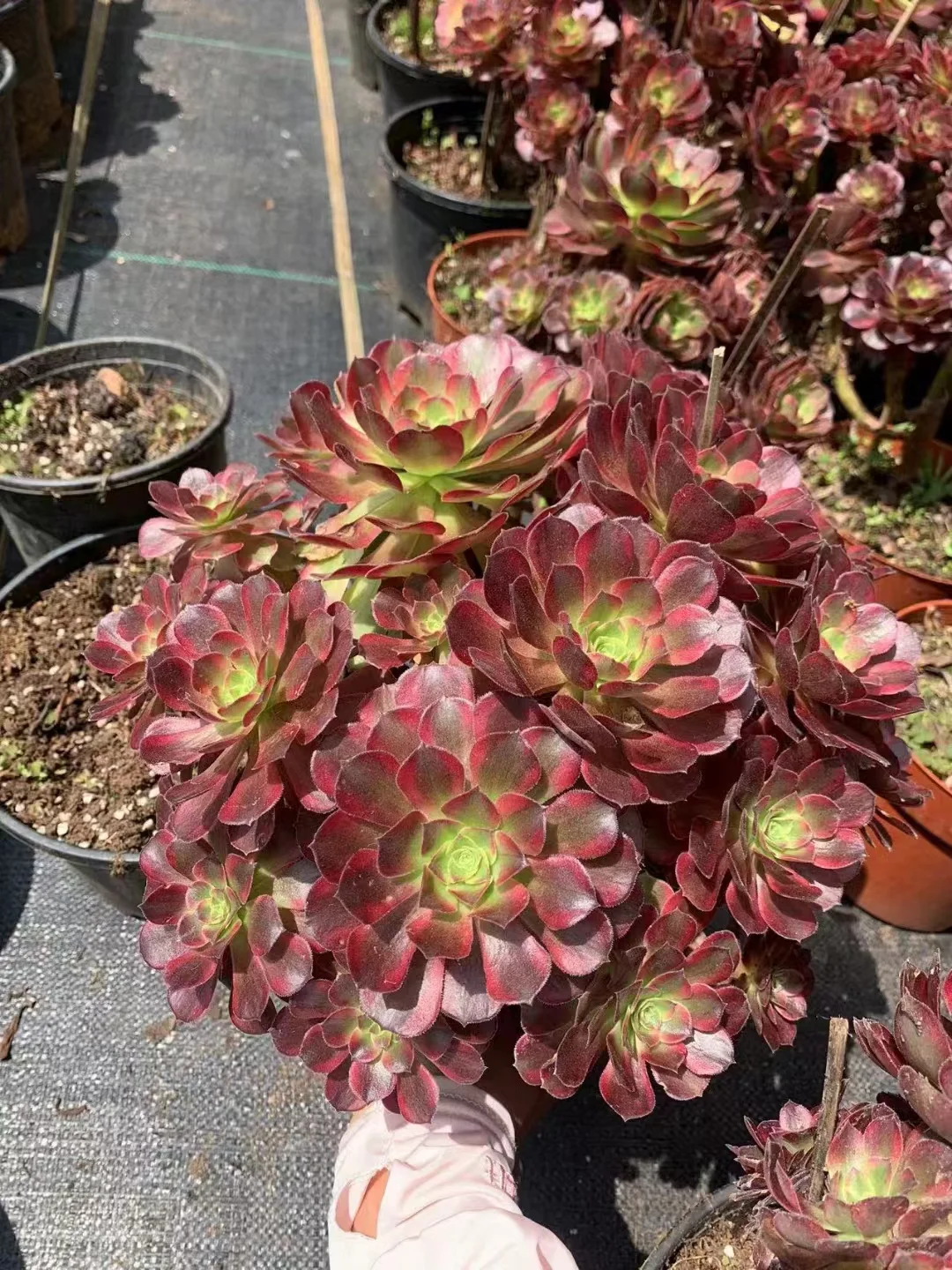 plant Aeonium Echeveria Haworthia  Caudex  Lithops Cactus  Agave 