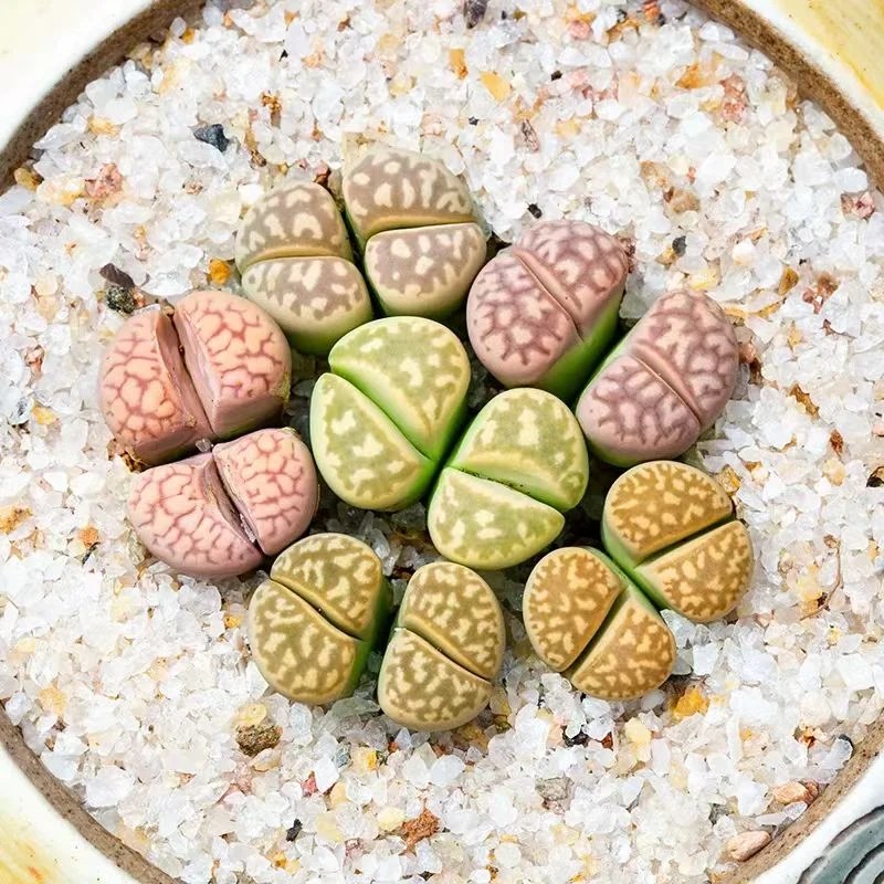 plant Aeonium Echeveria Haworthia  Caudex  Lithops Cactus  Agave 