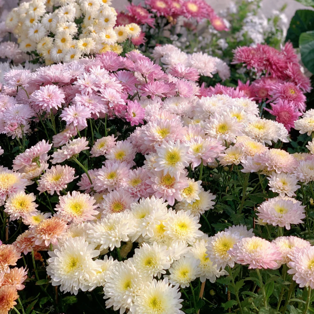 🌼Colorful Candy Daisy Seeds