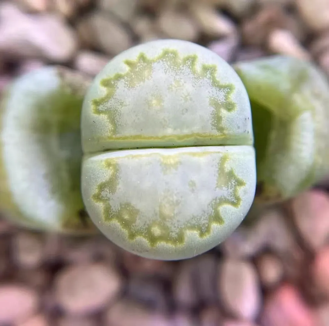 plant Aeonium Echeveria Haworthia  Caudex  Lithops Cactus  Agave 