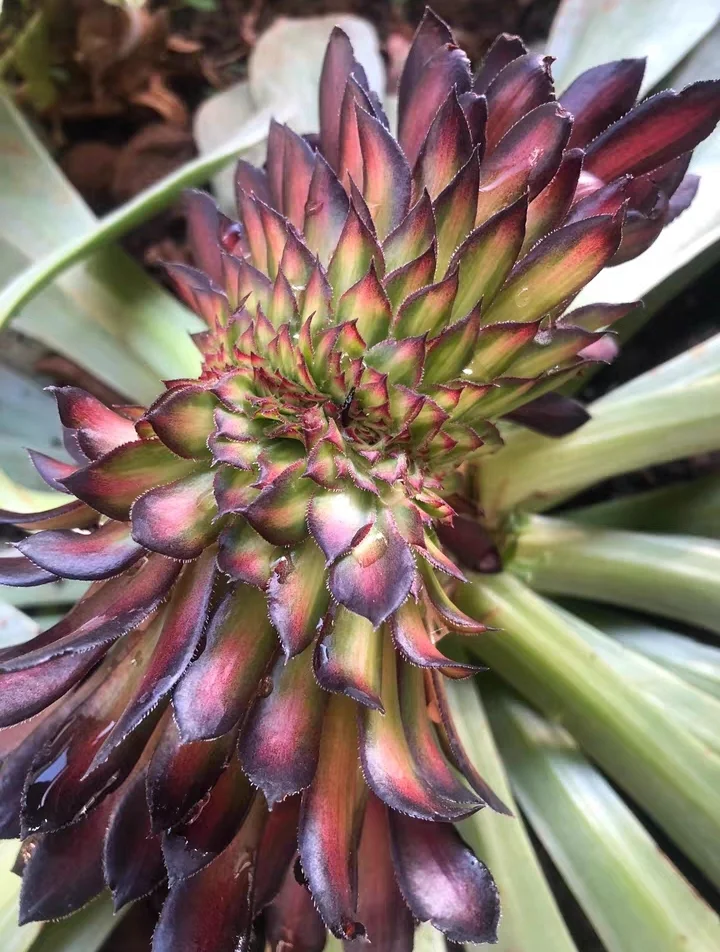 228. Zwartkin variation(Brocade in bronze pot ) crested cutting 6cm / Aeonium cutting/ Succulent plants / Garden landscape / Carefully select healthy plants