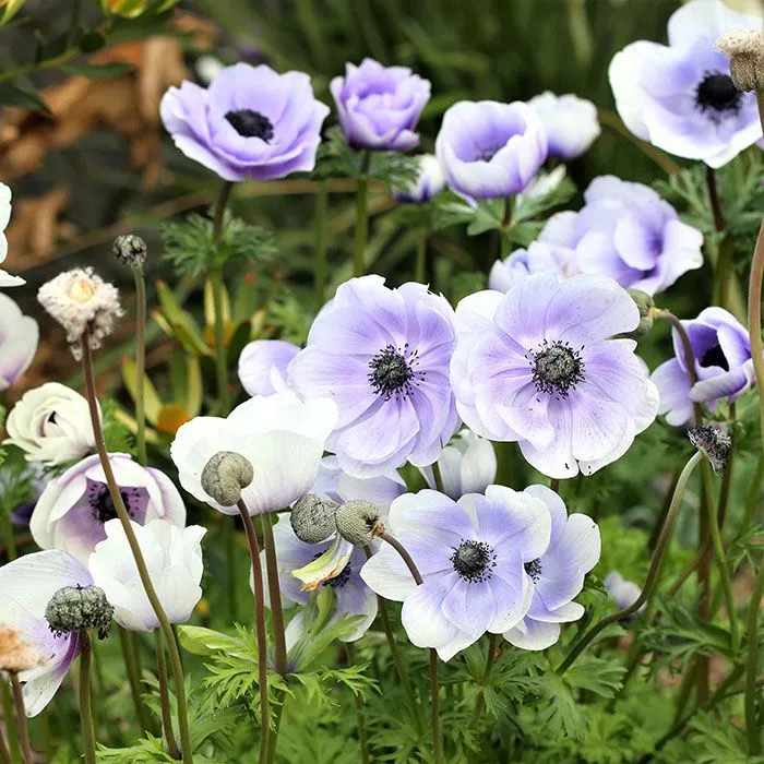 Anemone Bulbs - Pastel Blue | Flower Bulbs | Eden Brothers | Bulb flowers.  Spring flowering bulbs. Spring plants