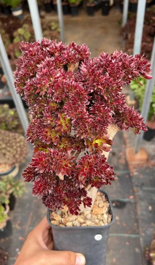 plant Aeonium Echeveria Haworthia  Caudex  Lithops Cactus  Agave 