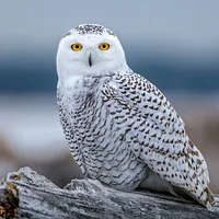 Snowy Owl on Log - Diamond Painting