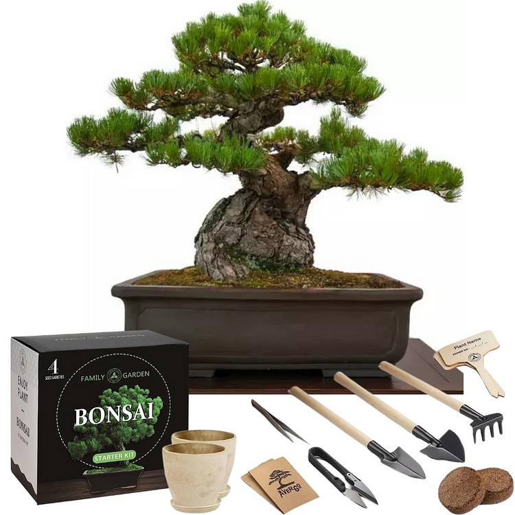 Black Pine Bonsai Tree Seeds Complete Bonsai Starter Kit 