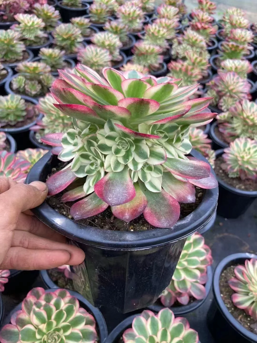 68.  Halloween white . cluster 8 heads 12-15cm/ Aeonium / Succulent plants / Garden landscape / Carefully select healthy plants